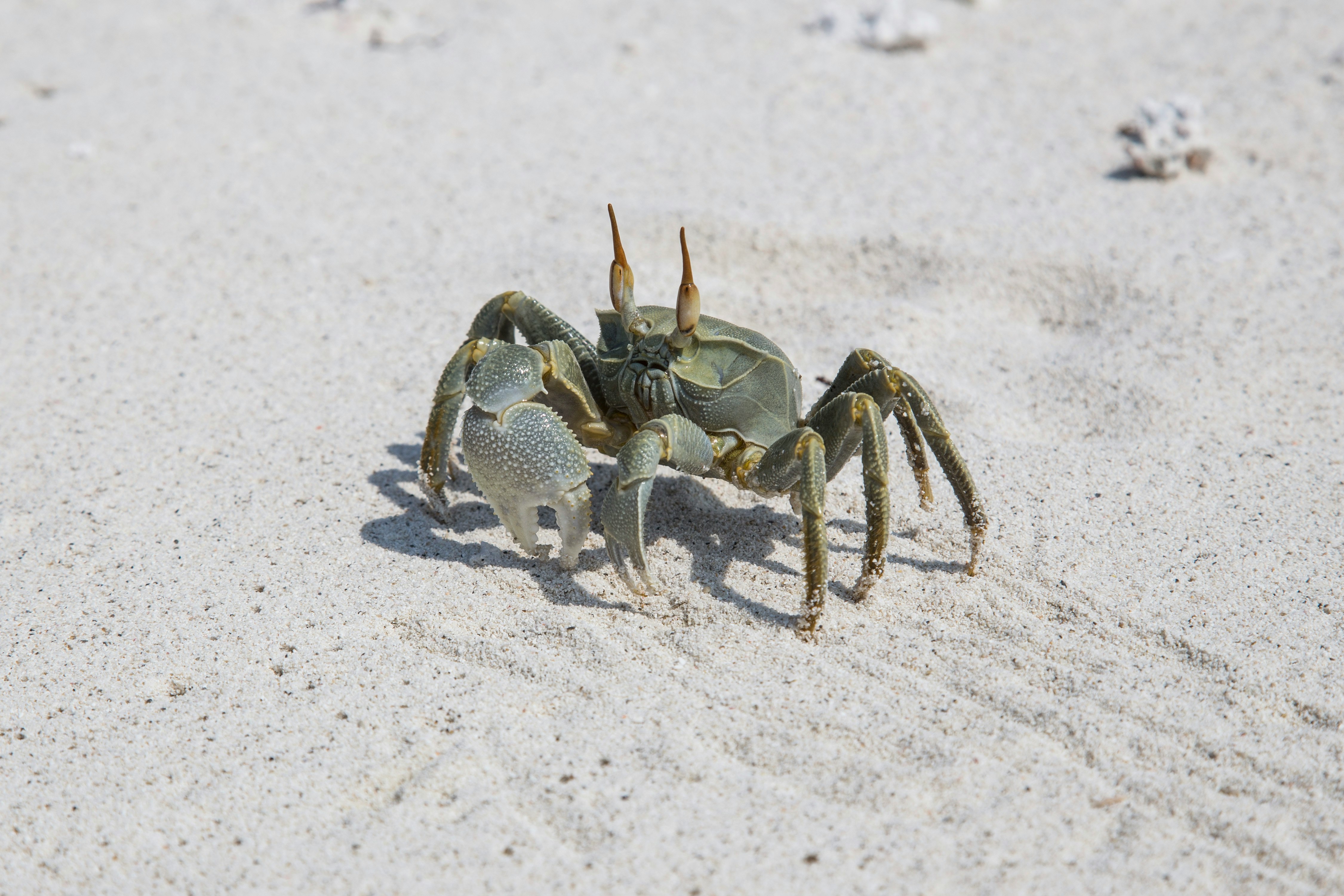 gray crab on gray sand